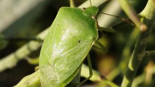 カメムシとコリアンダー カメムシとコリアンダー