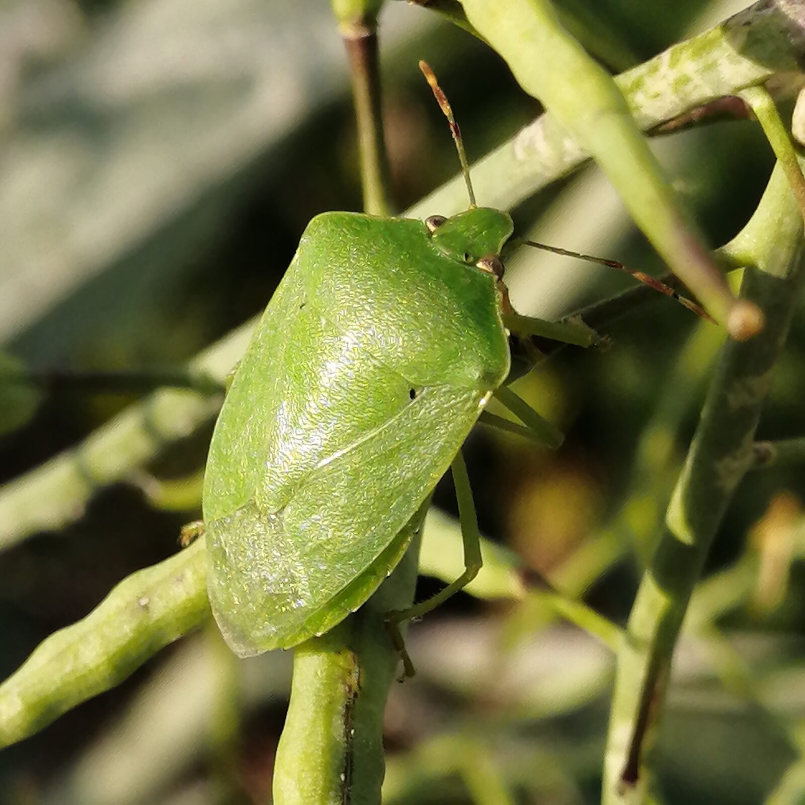 カメムシとコリアンダー カメムシとコリアンダー