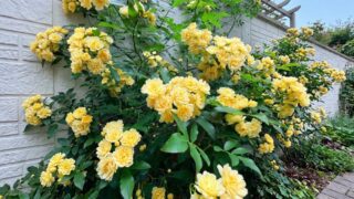 【ハーブガーデン通信】モッコウバラが静かに見頃を迎えました 【ハーブガーデン通信】モッコウバラが静かに見頃を迎えました